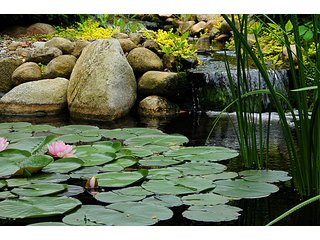 Tract 36 - Lily Pond - 868 Acres Offered in 40 Tracts - Historic Land Auction