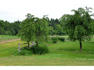 Tract 36 - Back Yard - 868 Acres Offered in 40 Tracts - Historic Land Auction
