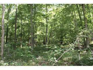 Property photo 2 - 1974 Acres in 23 Tracts Located in Christian, Hopkins & Edmonson County, Kentucky