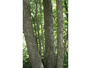 Property photo 19 - 1974 Acres in 23 Tracts Located in Christian, Hopkins & Edmonson County, Kentucky