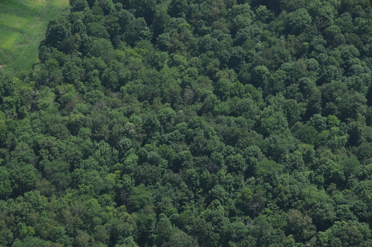 Property photo 37 - 146+/- Acres Offered in 4 Tracts