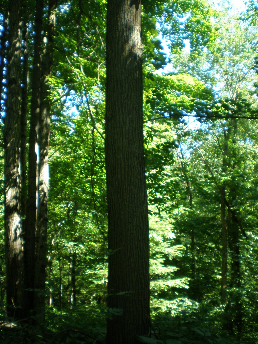 Property photo 23 - 146+/- Acres Offered in 4 Tracts