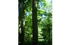Property photo 23 - 146+/- Acres Offered in 4 Tracts