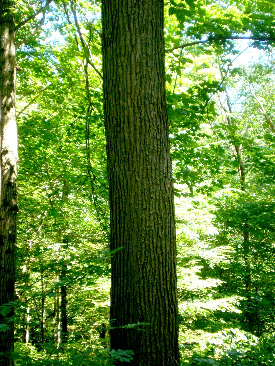 Property photo 43 - 146+/- Acres Offered in 4 Tracts