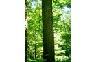 Property photo 43 - 146+/- Acres Offered in 4 Tracts