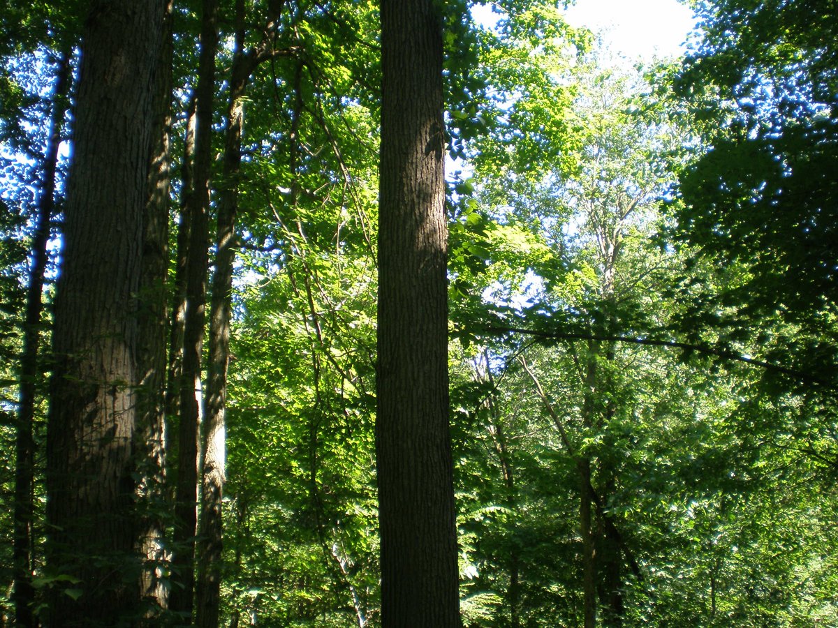 Property photo 36 - 146+/- Acres Offered in 4 Tracts