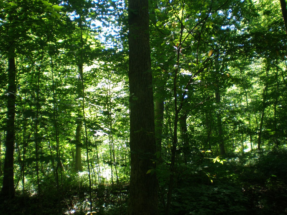 Property photo 34 - 146+/- Acres Offered in 4 Tracts