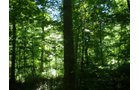 Property photo 34 - 146+/- Acres Offered in 4 Tracts