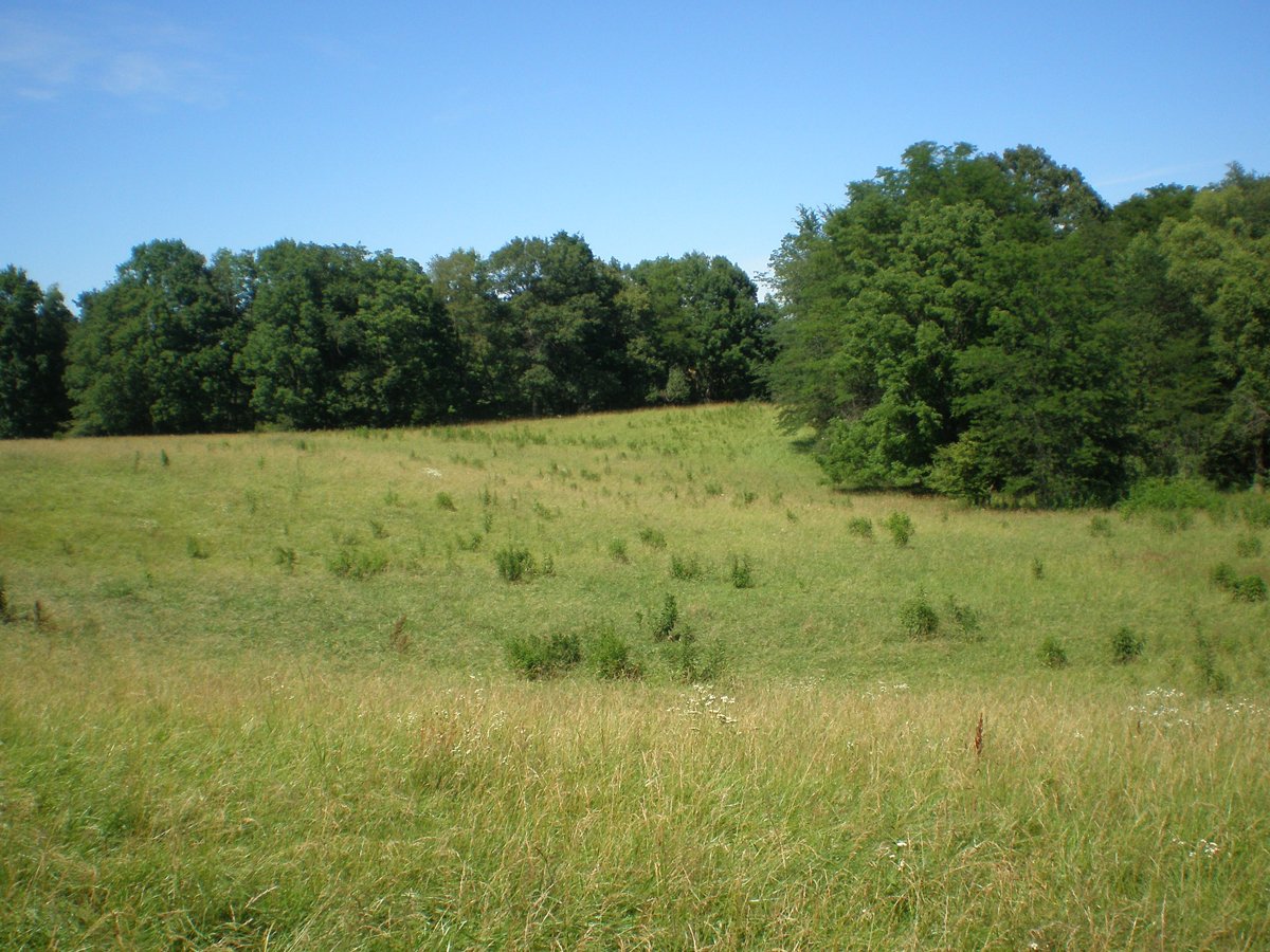 Property photo 4 - 146+/- Acres Offered in 4 Tracts