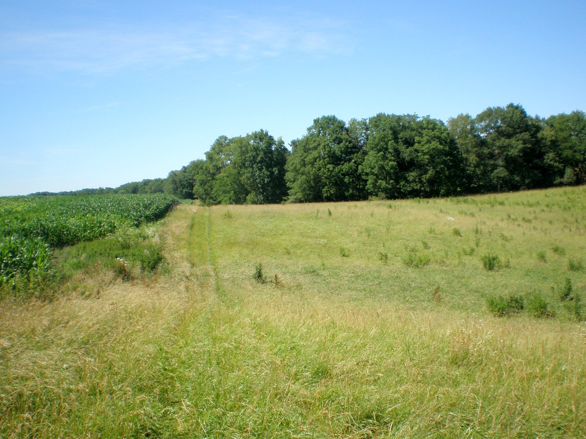 Property photo 44 - 146+/- Acres Offered in 4 Tracts