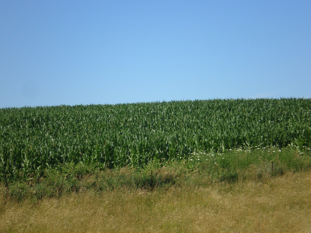 Property photo 20 - 146+/- Acres Offered in 4 Tracts