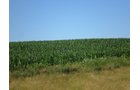 Property photo 20 - 146+/- Acres Offered in 4 Tracts
