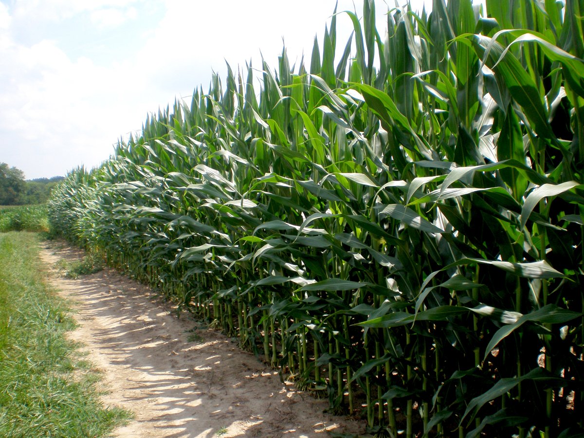 Property photo 17 - 146+/- Acres Offered in 4 Tracts