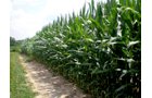 Property photo 17 - 146+/- Acres Offered in 4 Tracts