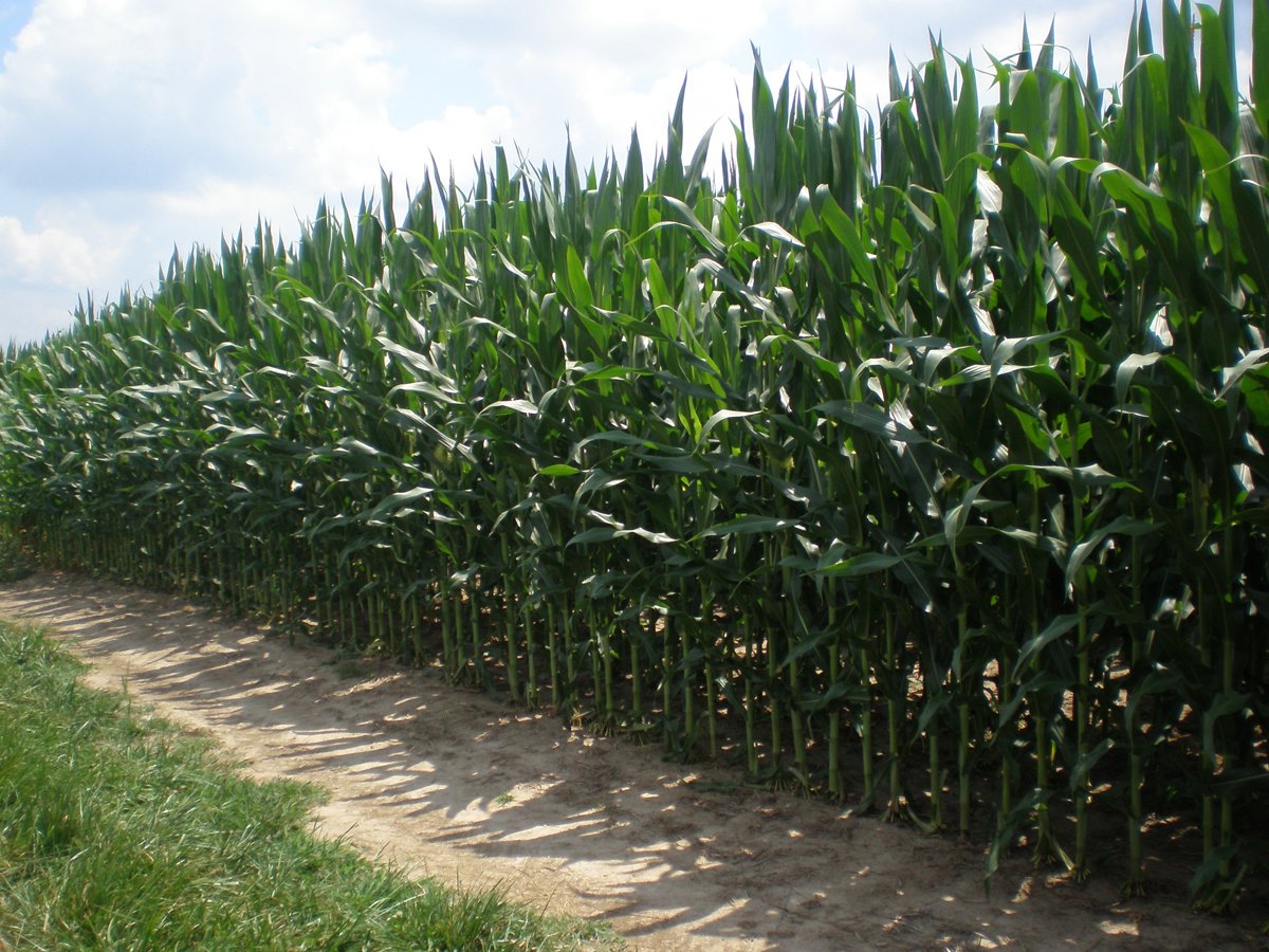 Property photo 22 - 146+/- Acres Offered in 4 Tracts