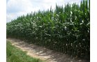 Property photo 22 - 146+/- Acres Offered in 4 Tracts