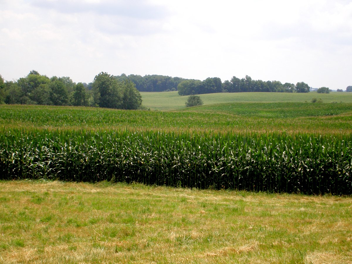 Property photo 15 - 146+/- Acres Offered in 4 Tracts