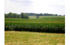Property photo 15 - 146+/- Acres Offered in 4 Tracts