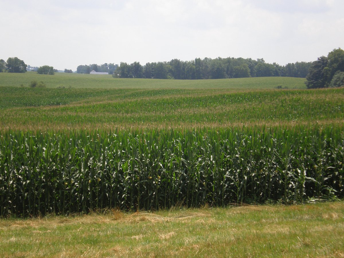 Property photo 19 - 146+/- Acres Offered in 4 Tracts