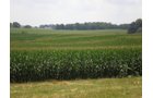 Property photo 19 - 146+/- Acres Offered in 4 Tracts