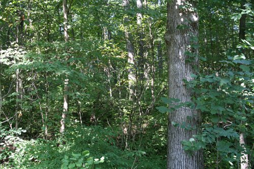 Property photo 14 - 100 Acres Offered in 7 Tracts