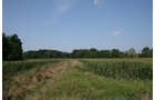 Property photo 7 - 100 Acres Offered in 7 Tracts