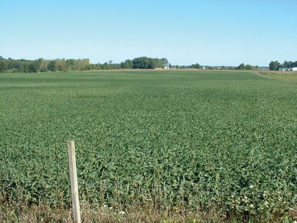 REAL ESTATE AUCTION - Country Home, Many Outbuildings, Stocked Pond and Tillable Land