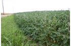 Property photo 5 - Important Indiana Land Auction, 975 Acres in 6 Tracts! Attention Farmers & Investors. 908 Acres of High Quality Tillable Farmland