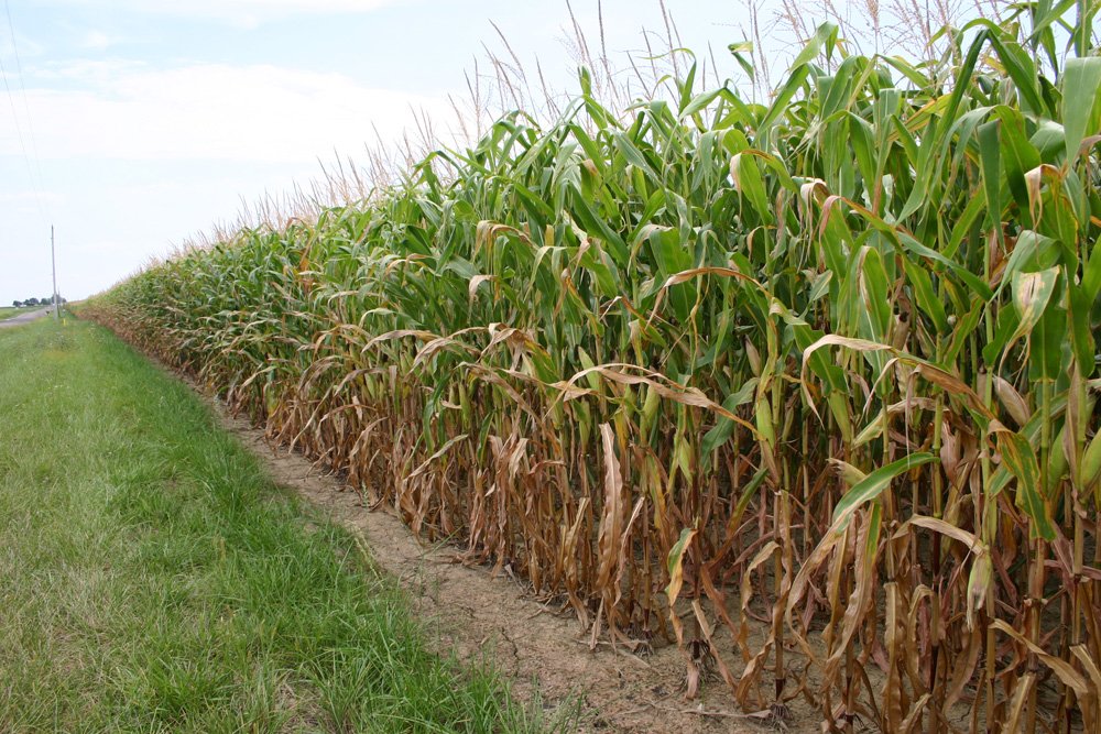 Property photo 7 - Important Indiana Land Auction, 975 Acres in 6 Tracts! Attention Farmers & Investors. 908 Acres of High Quality Tillable Farmland