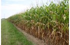 Property photo 7 - Important Indiana Land Auction, 975 Acres in 6 Tracts! Attention Farmers & Investors. 908 Acres of High Quality Tillable Farmland