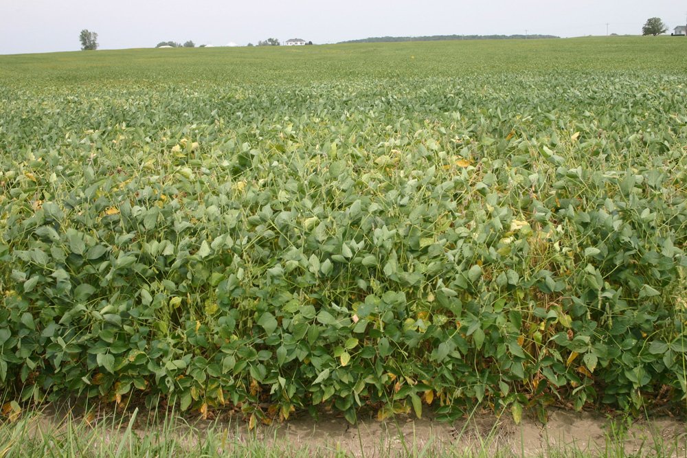 Property photo 1 - Important Indiana Land Auction, 975 Acres in 6 Tracts! Attention Farmers & Investors. 908 Acres of High Quality Tillable Farmland