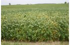 Property photo 1 - Important Indiana Land Auction, 975 Acres in 6 Tracts! Attention Farmers & Investors. 908 Acres of High Quality Tillable Farmland