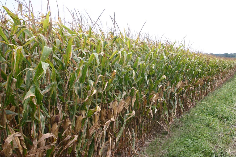 Property photo 15 - Important Indiana Land Auction, 975 Acres in 6 Tracts! Attention Farmers & Investors. 908 Acres of High Quality Tillable Farmland