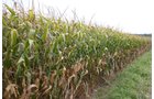 Property photo 15 - Important Indiana Land Auction, 975 Acres in 6 Tracts! Attention Farmers & Investors. 908 Acres of High Quality Tillable Farmland