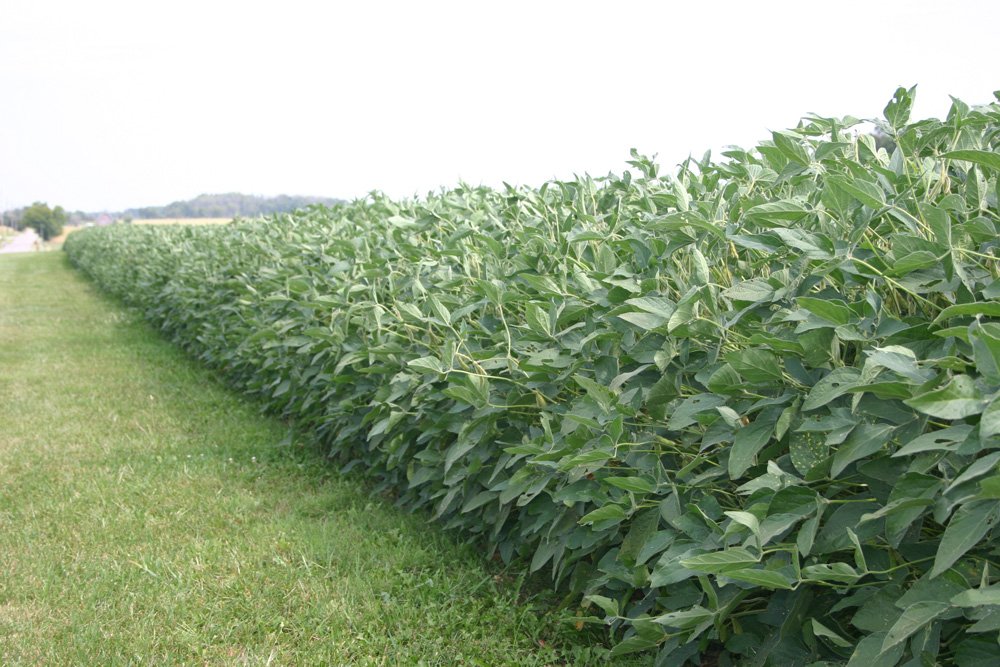 Property photo 16 - Important Indiana Land Auction, 975 Acres in 6 Tracts! Attention Farmers & Investors. 908 Acres of High Quality Tillable Farmland