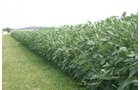 Property photo 16 - Important Indiana Land Auction, 975 Acres in 6 Tracts! Attention Farmers & Investors. 908 Acres of High Quality Tillable Farmland