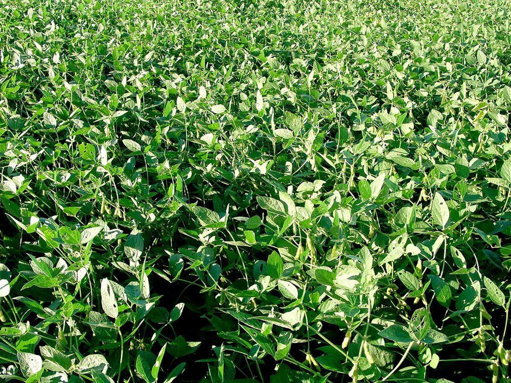 Property photo 81 - 408 Acres of Prime Ohio Farmland - Offered in 8 Tracts