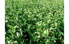 Property photo 81 - 408 Acres of Prime Ohio Farmland - Offered in 8 Tracts