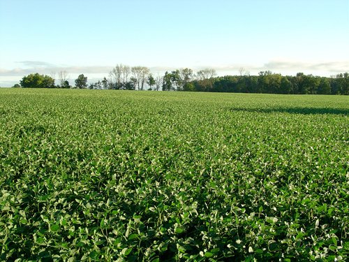 Property photo 83 - 408 Acres of Prime Ohio Farmland - Offered in 8 Tracts