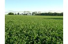 Property photo 83 - 408 Acres of Prime Ohio Farmland - Offered in 8 Tracts