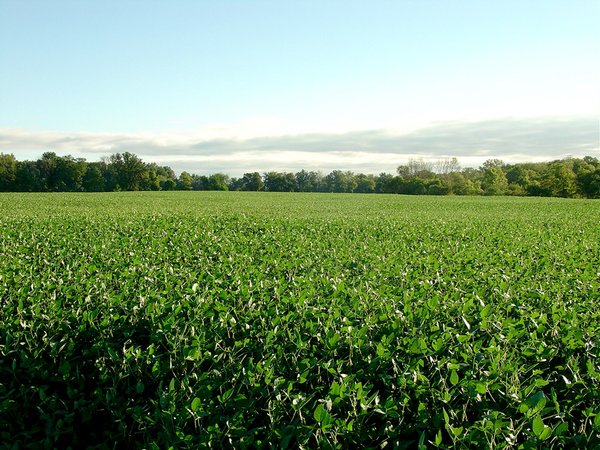 408 Acres of Prime Ohio Farmland - Offered in 8 Tracts