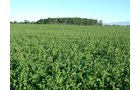 Property photo 45 - 408 Acres of Prime Ohio Farmland - Offered in 8 Tracts