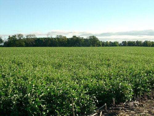 Property photo 15 - 408 Acres of Prime Ohio Farmland - Offered in 8 Tracts