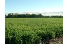 Property photo 15 - 408 Acres of Prime Ohio Farmland - Offered in 8 Tracts