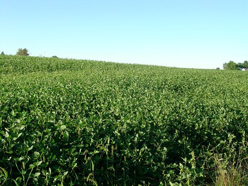 Property photo 56 - 408 Acres of Prime Ohio Farmland - Offered in 8 Tracts