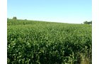 Property photo 56 - 408 Acres of Prime Ohio Farmland - Offered in 8 Tracts
