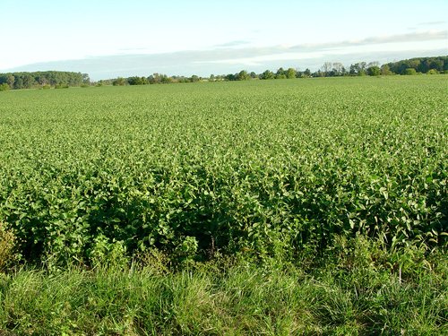 Property photo 14 - 408 Acres of Prime Ohio Farmland - Offered in 8 Tracts