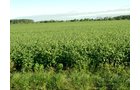 Property photo 14 - 408 Acres of Prime Ohio Farmland - Offered in 8 Tracts