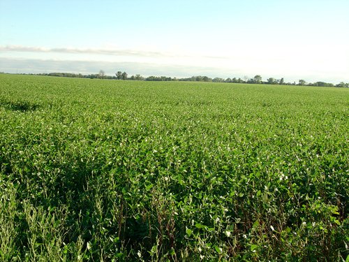 Property photo 6 - 408 Acres of Prime Ohio Farmland - Offered in 8 Tracts