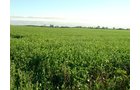 Property photo 6 - 408 Acres of Prime Ohio Farmland - Offered in 8 Tracts
